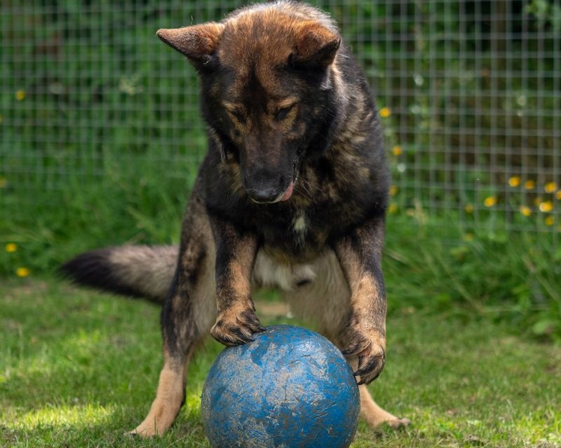 playing-dog