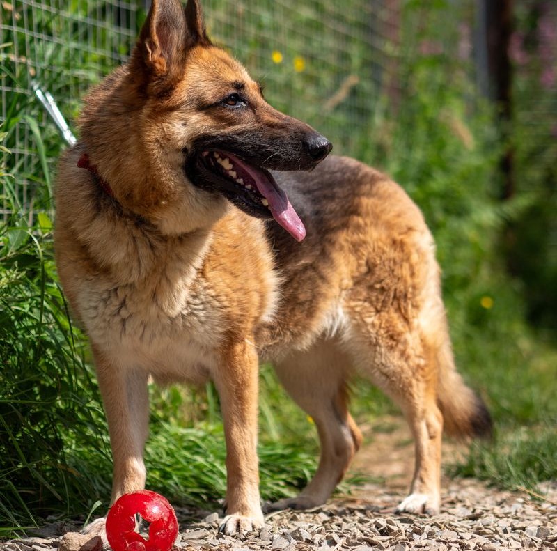 recued-german-shepherd