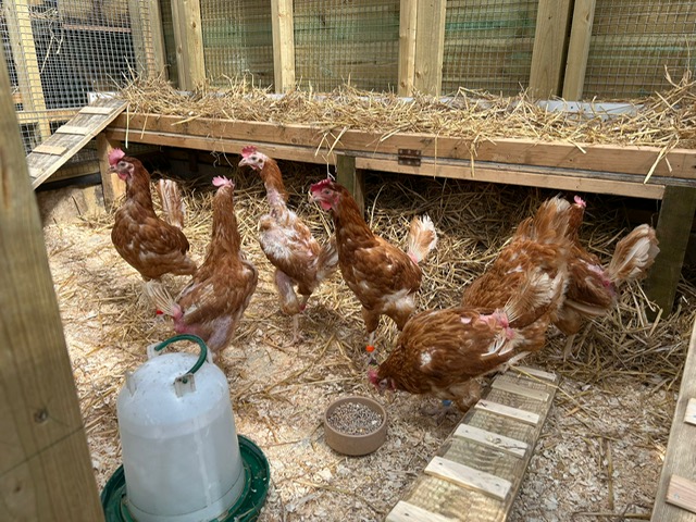 chickens-rescued