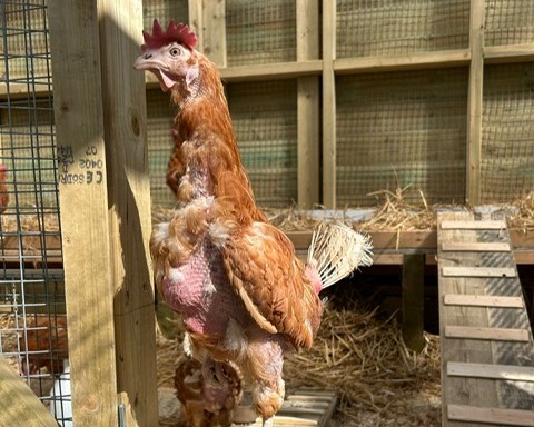 chicken-