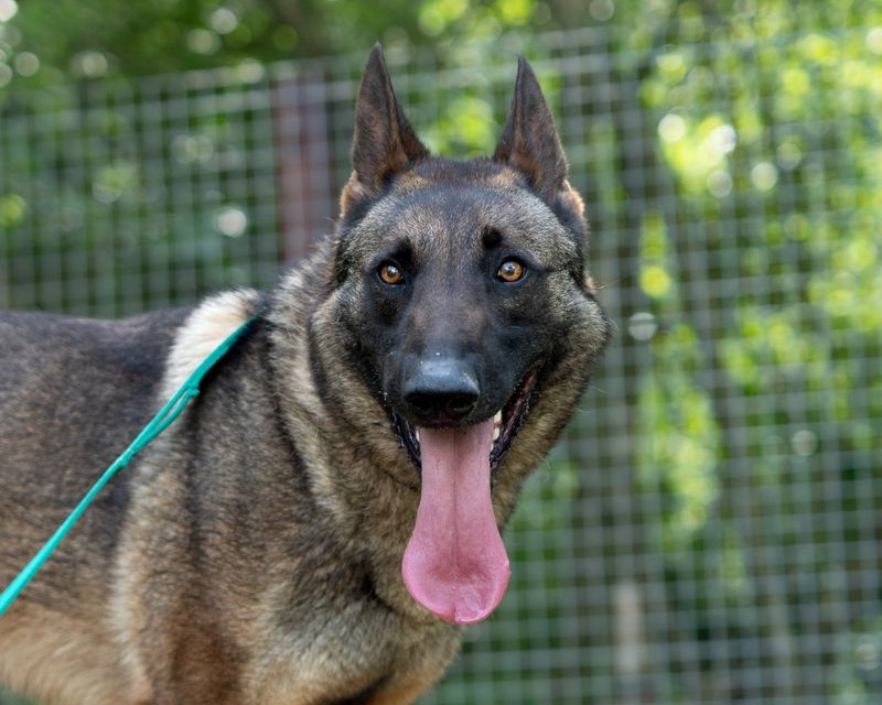german-shepherd-in-fenced-area