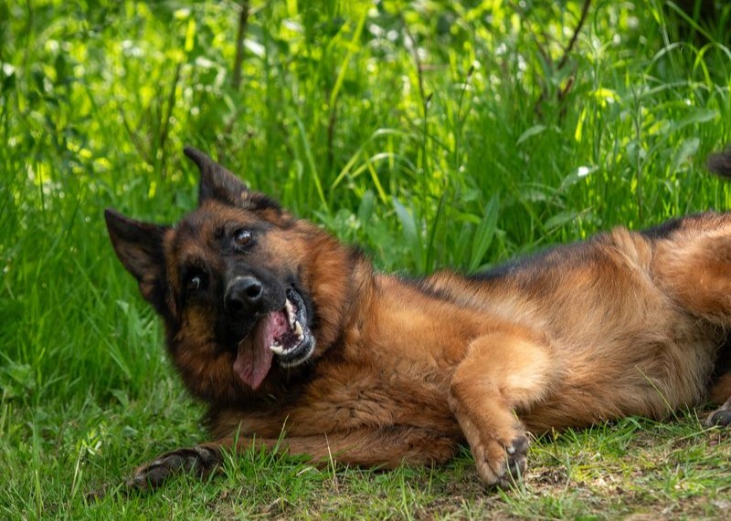 rescued-dog