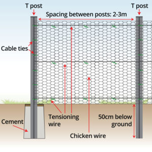 anatomy-chicken-wire