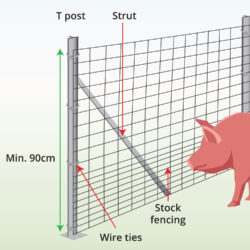 pig-stock-fence-with-T-post