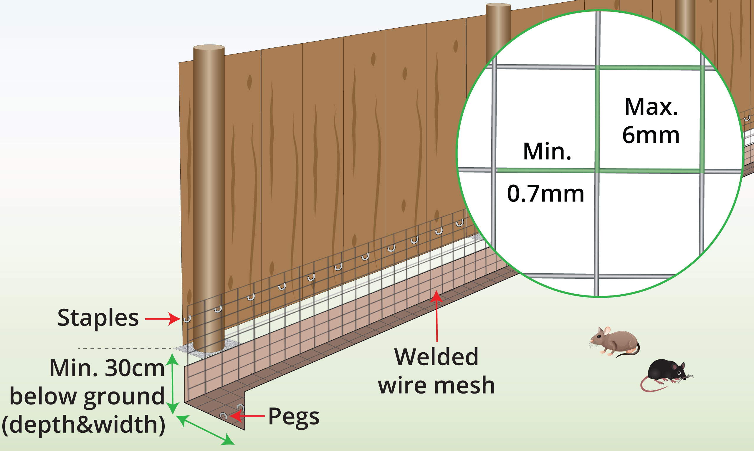 rodent-mesh-anatomy