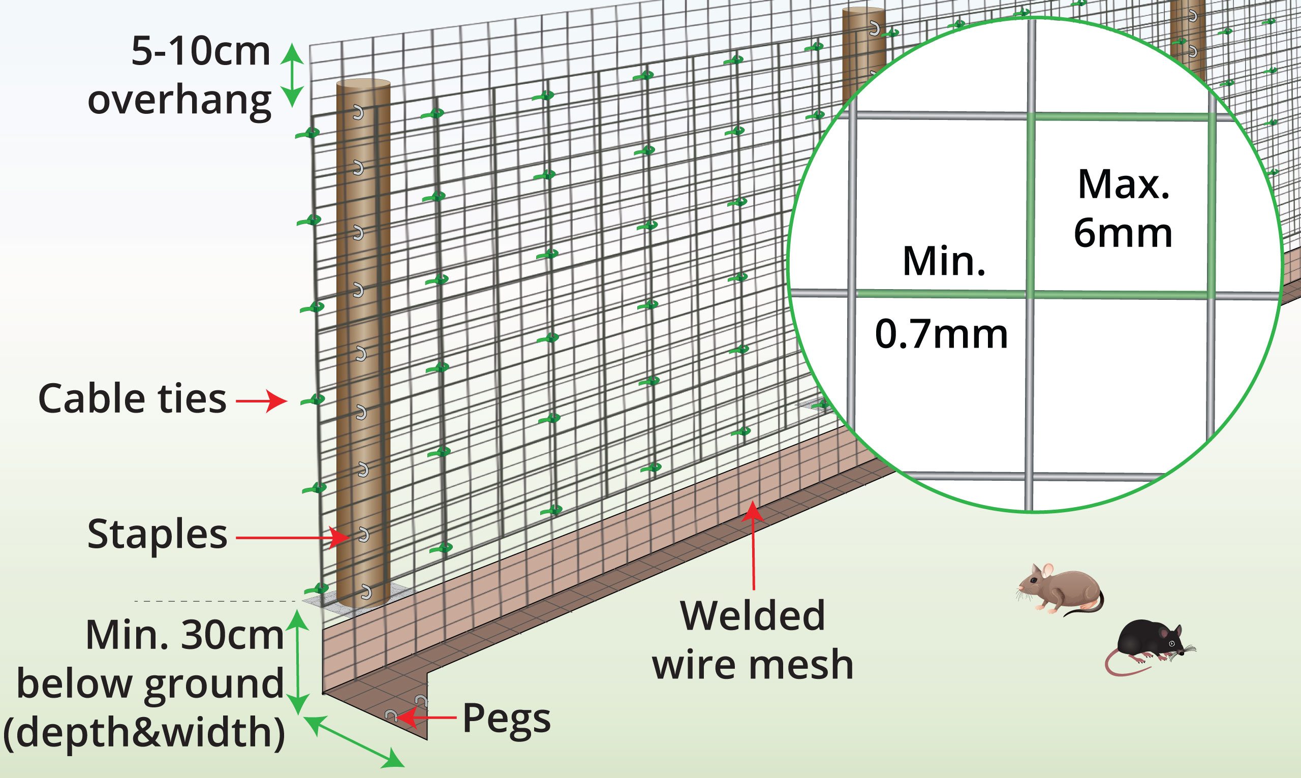 rodent-mesh-anatomy