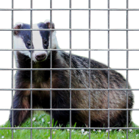 Badger Proof Fencing