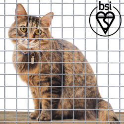 cat-fence-category