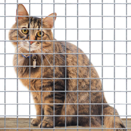 Cat Fencing