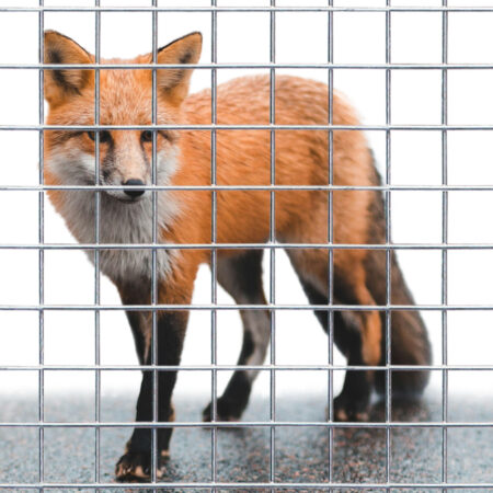 Fox Proof Fencing