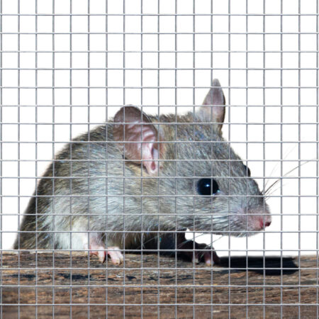 Mouse & Rodent