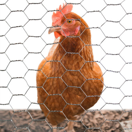 Poultry Fencing