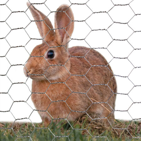 Rabbit Fencing