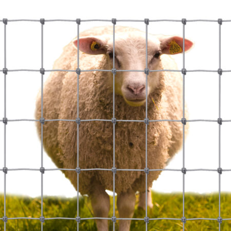 Sheep Fencing