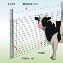 cattle-panel-anatomy