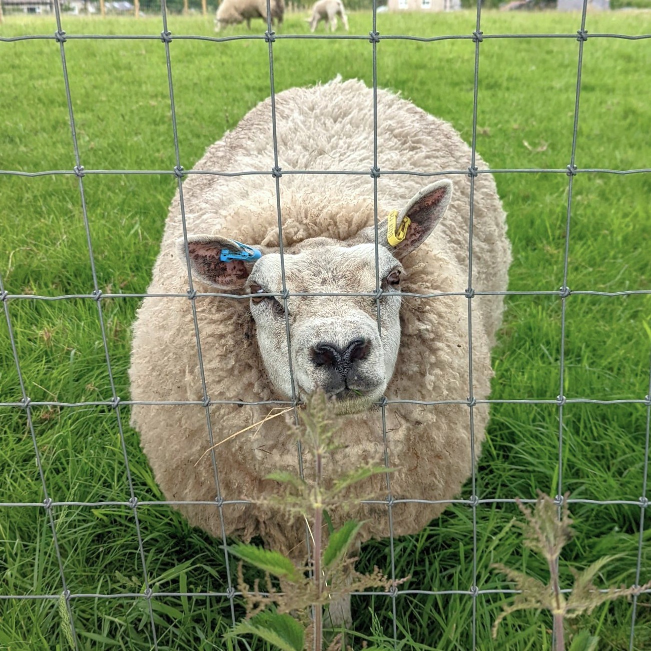 Animal & Pet Fencing