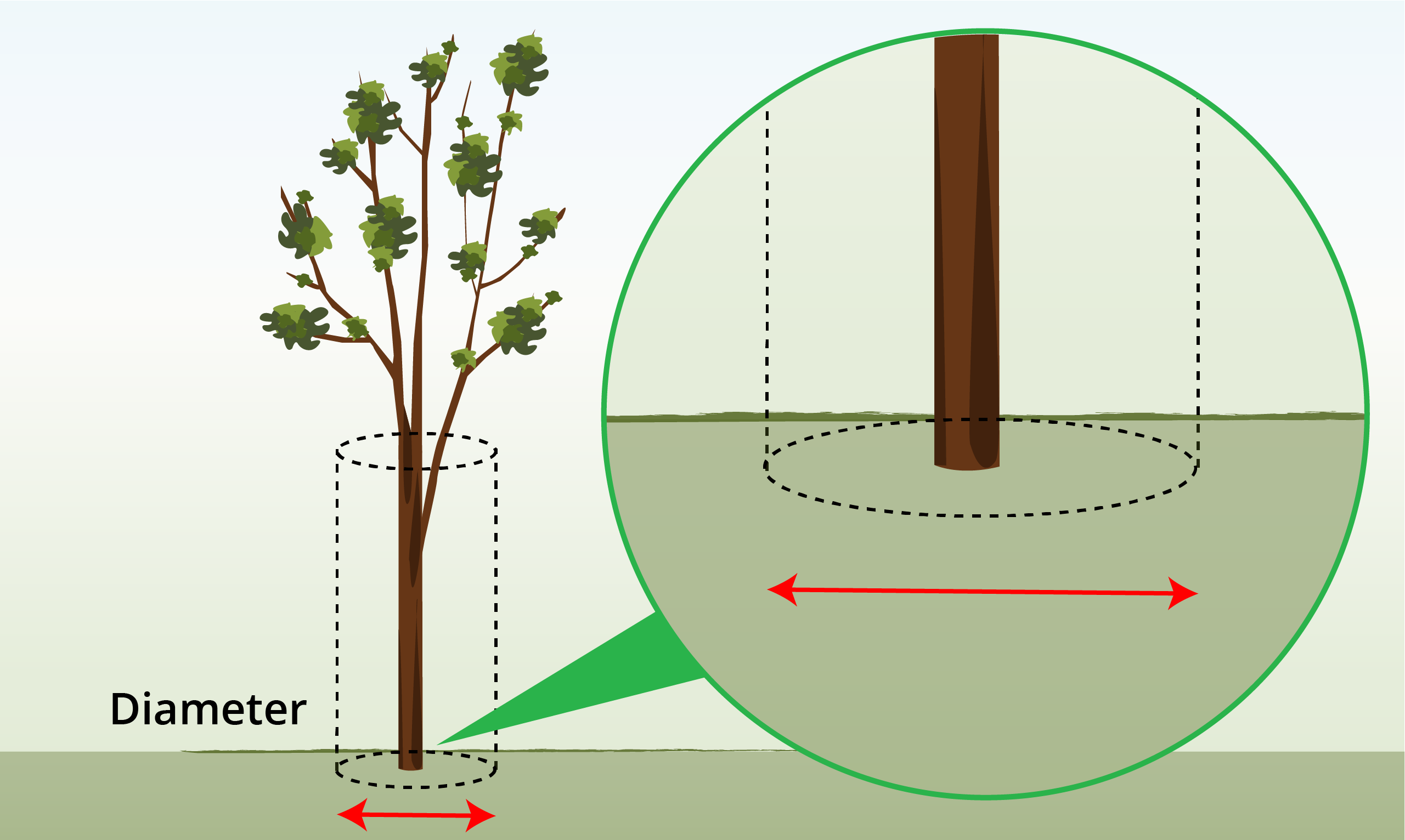 measure-tree-guard-diameter