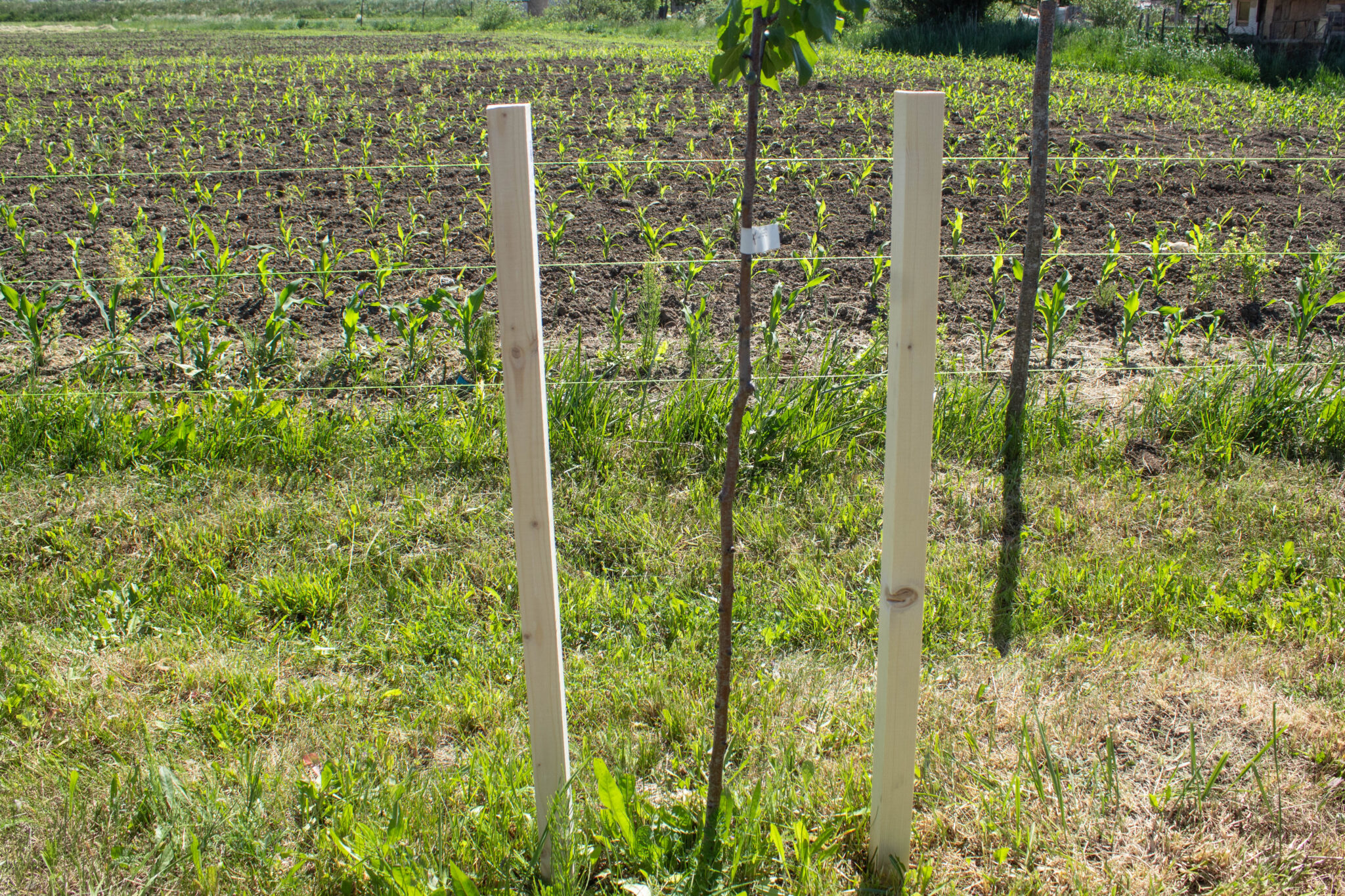DIY Tree Guard (Step By Step) | WireFence