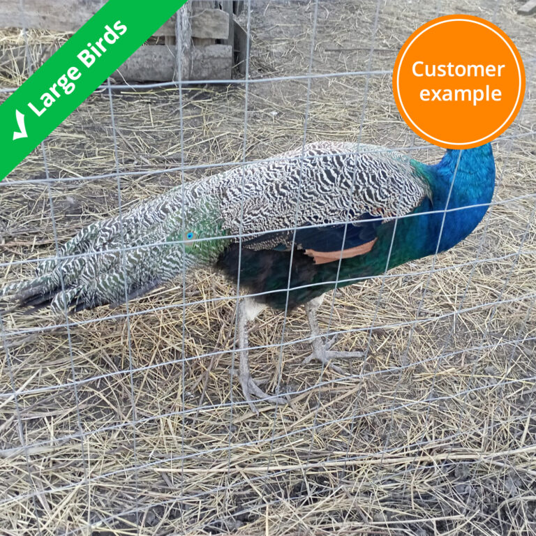 bird-cage-wire-mesh