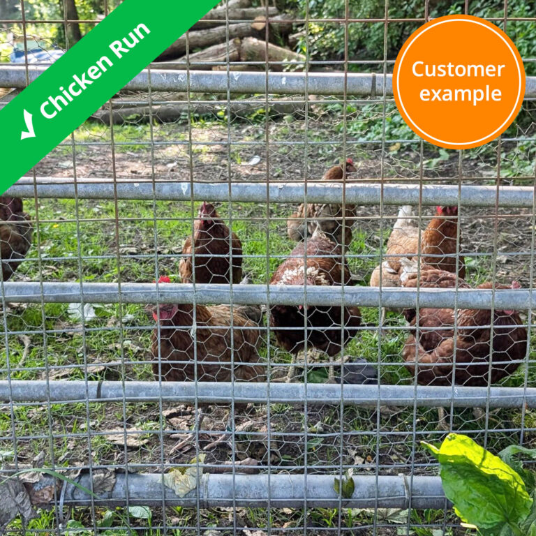 chicken-fence