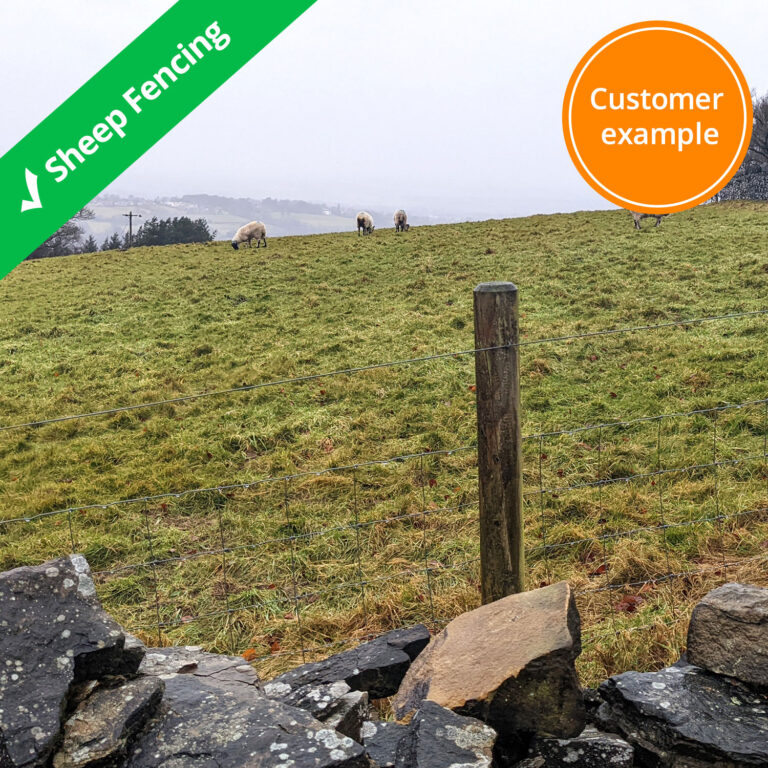 sheep-fence