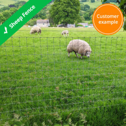 sheep-fence